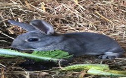 Rex rabbits for sale: Beautiful Pure Breed Velvet Mini Rex babies 🐰  - Image 9