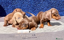 Miniature Dachshund dogs for sale: LH/SH MINI DAXIS RAINBOW COLOURS PRA KC REG - Image 5