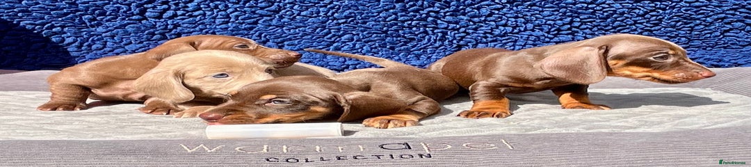 Miniature Dachshund Puppy 1