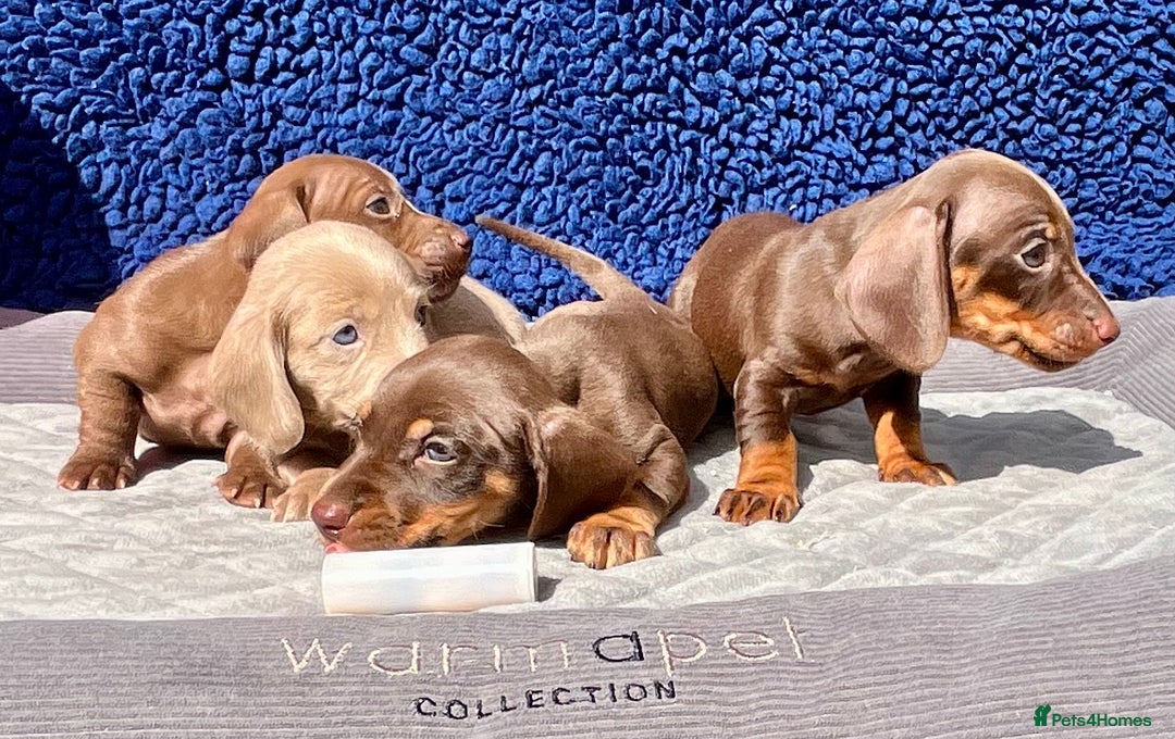 Miniature Dachshund dogs for sale: LH/SH MINI DAXIS RAINBOW COLOURS PRA KC REG - Image 5