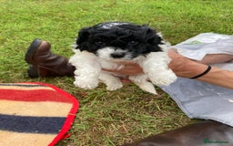 Mixed Breed dogs for sale: Bolonoodle Puppies  - Image 18