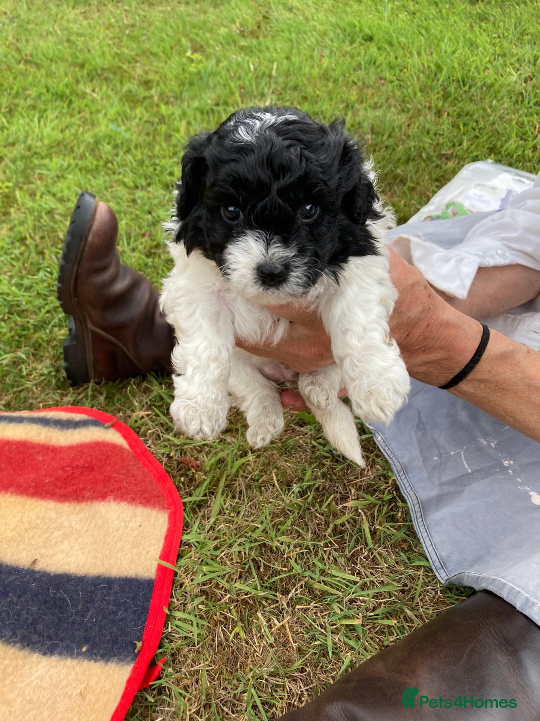 Mixed Breed dogs for sale: Bolonoodle Puppies  - Image 18
