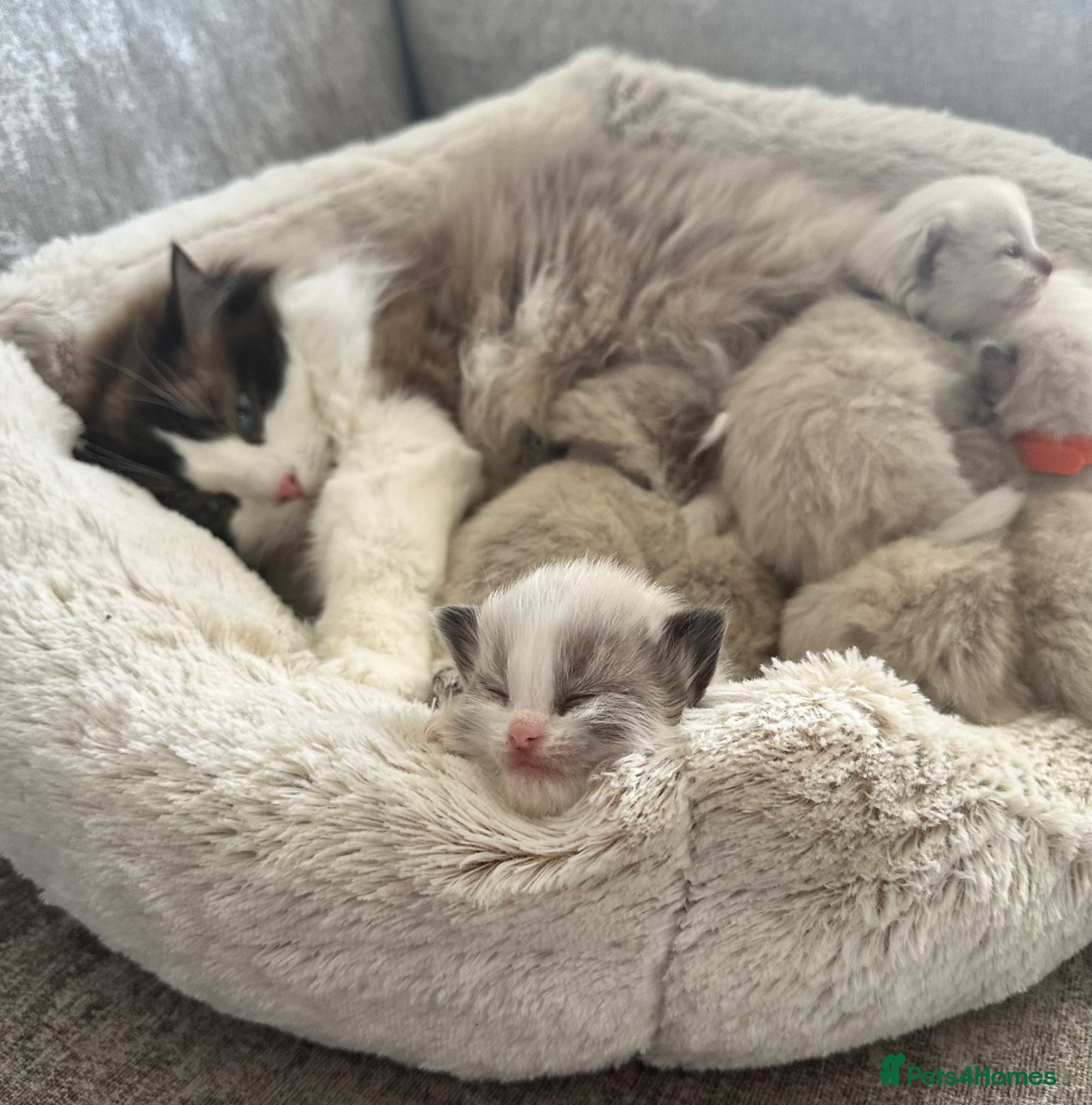 Ragdoll cats 🎀GCCF bi/point champion sired ragdolls 🎀 - Advert 1