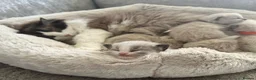 Ragdoll cats for sale: 🎀GCCF bi/point champion sired ragdolls 🎀 - Advert 3