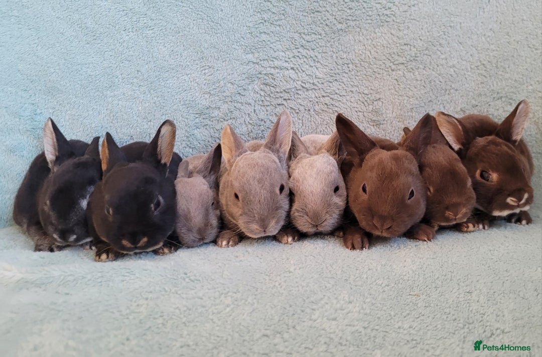 Rex rabbits for sale: Purebred Mini Rex babies - chocolate blue lilac - Image 4