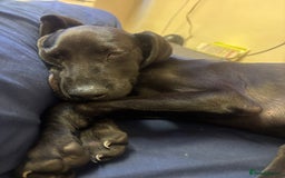 Mixed Breed dogs for sale: 4 month old Saluki X German shorthaired pointer - Image 6