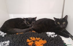 Domestic Shorthair cats for adoption: Bonnie & Stella, 9 month old sisters  - Image 3