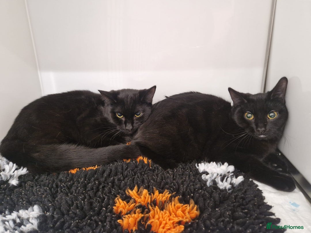 Domestic Shorthair cats for adoption: Bonnie & Stella, 9 month old sisters  - Image 3