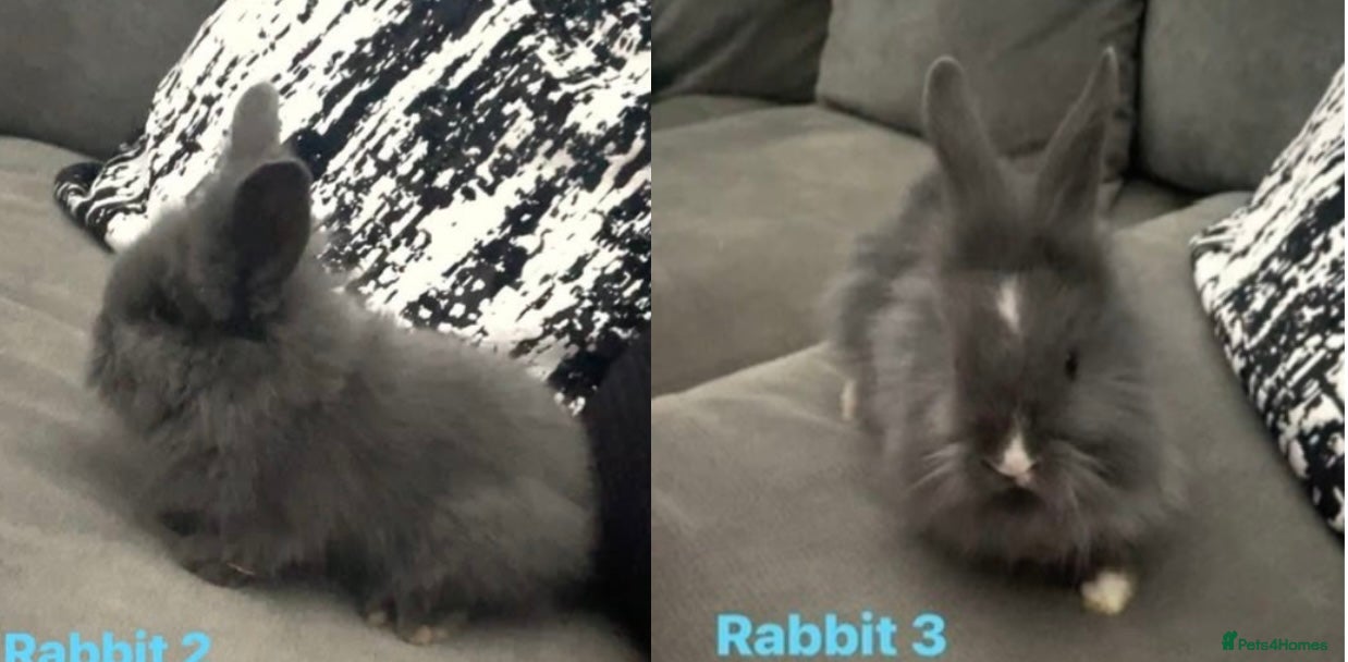 Lionhead rabbits 2 baby lionhead bunny’s  - Advert 19