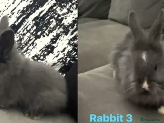 Lionhead rabbits 2 baby lionhead bunny’s - Advert 19