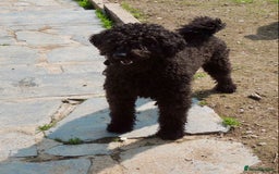 Irish Doodle dogs for sale: Irish Doodle Puppies - Fully Vaccinated- Ready Now - Image 4