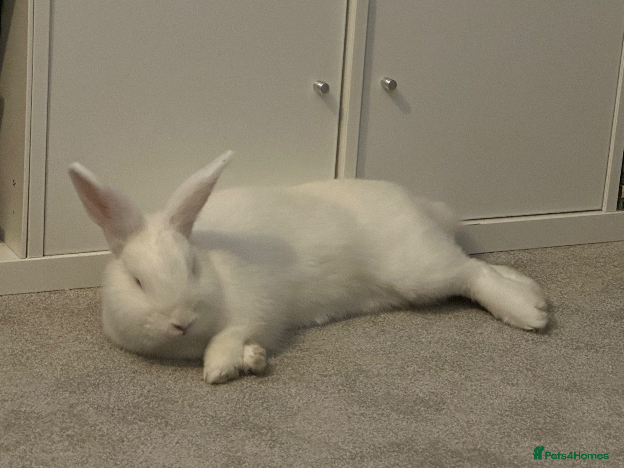 New Zealand rabbits Young New Zealand White Doe - Advert 2