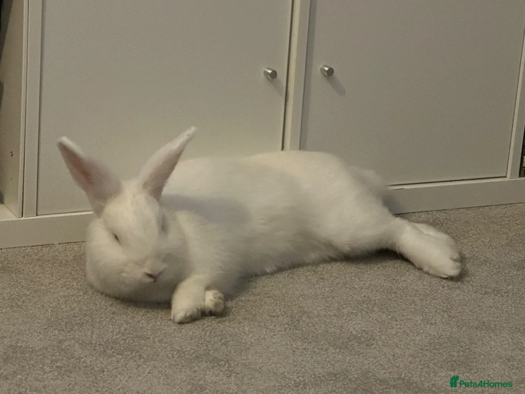 New Zealand rabbits for sale: Young New Zealand White Doe in Helston - Advert 1