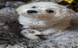 Maltese dogs for sale: Maltese male - Image 1