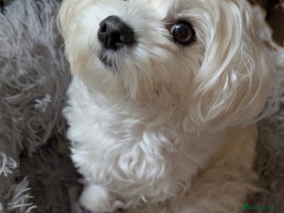 Maltese dogs for sale - Advert 1