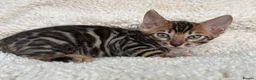 Bengal cats for sale: Bengal Kittens Looking for Loving Homes 🐾  - Advert 34
