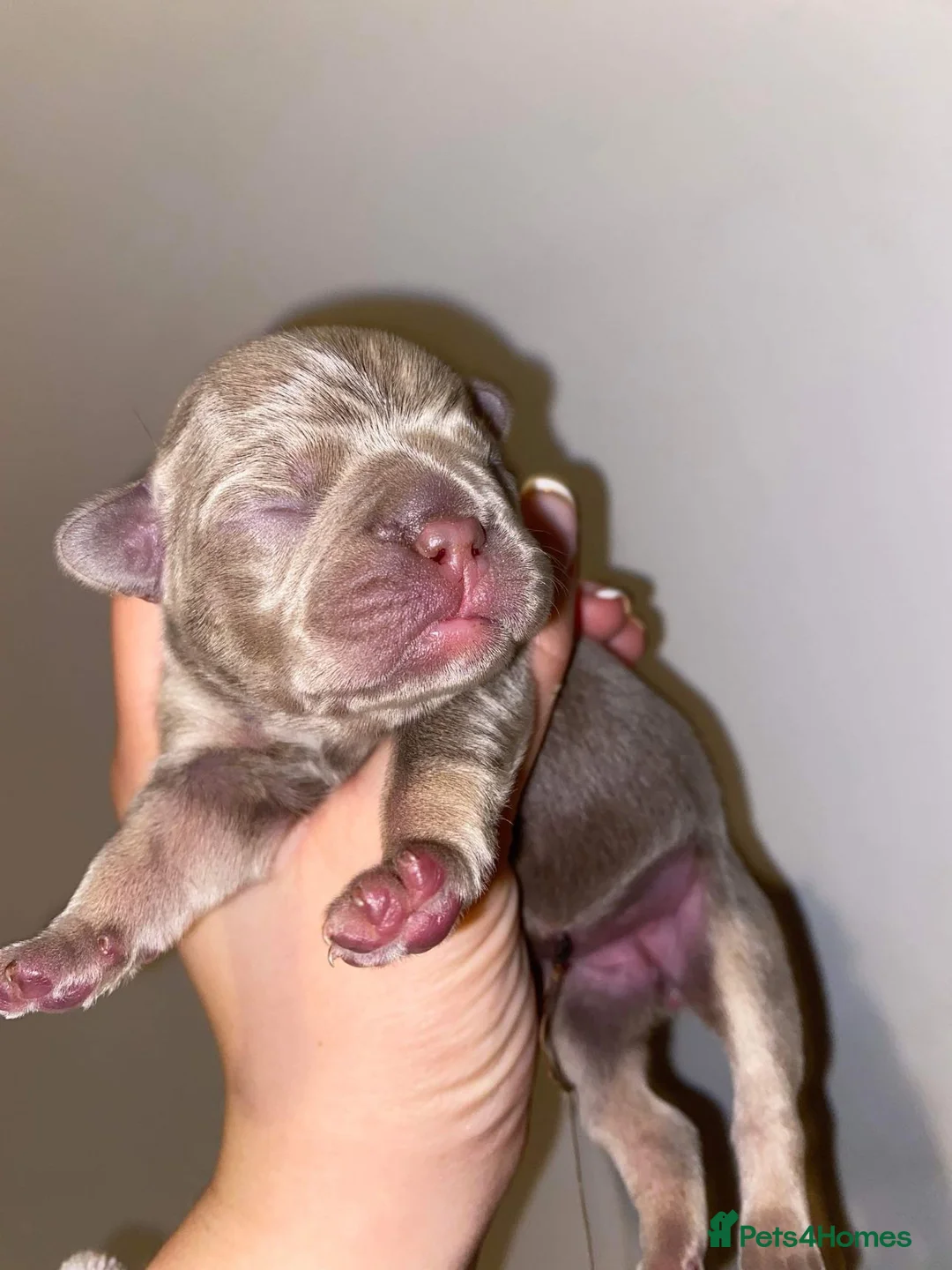 French Bulldog dogs for stud: VEGAS- new shade Isabella & tan Merle  in Southampton - Advert 26