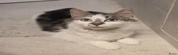 Turkish Angora cats for sale: Friendly kittens-male and female - Advert 9