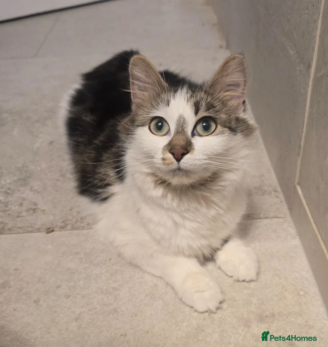 Turkish Angora cats for sale: Friendly kittens-male and female - Advert 9