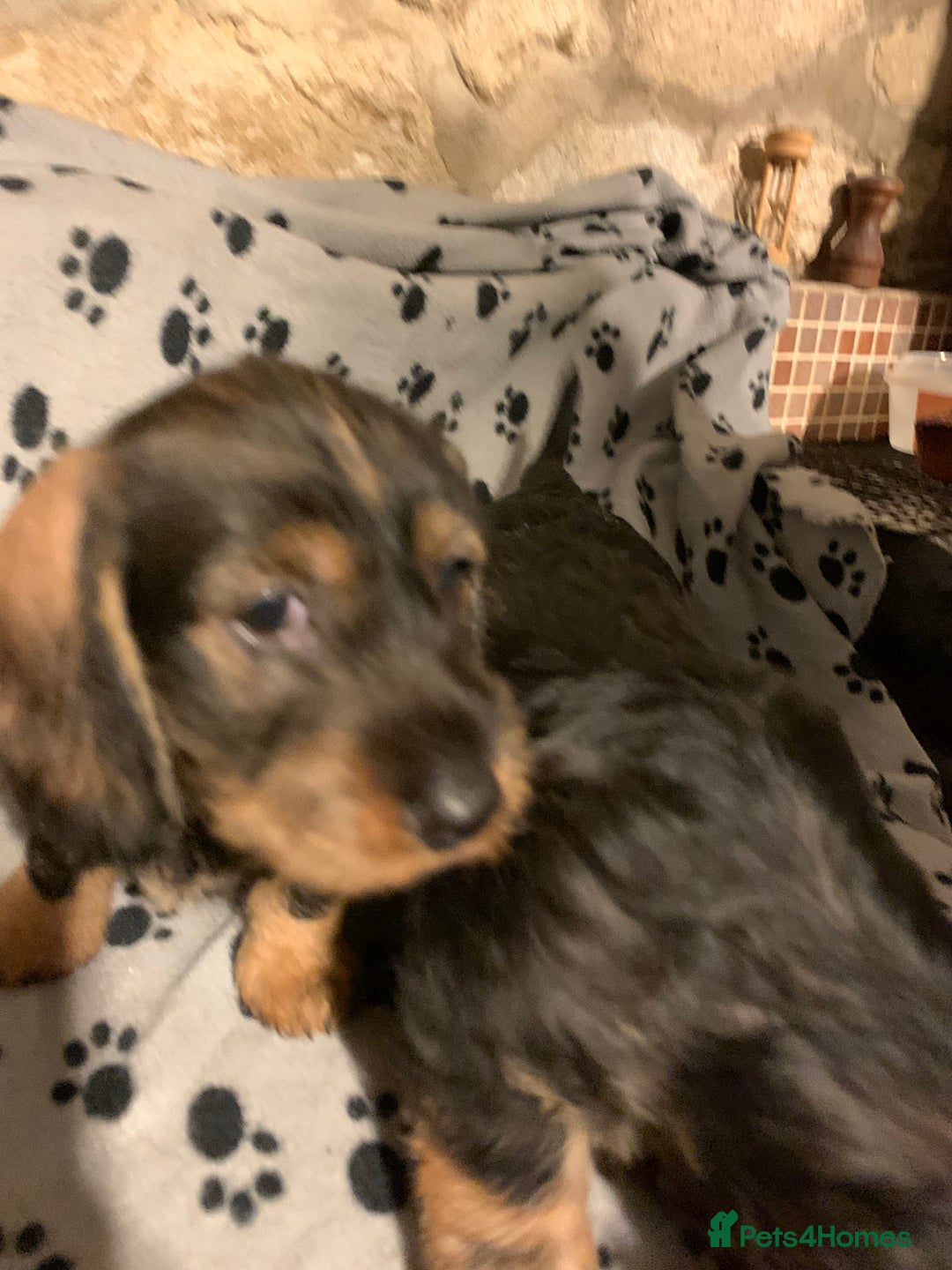 Dachshund dogs for sale: Standard wirehaired dachshund  - Advert 32