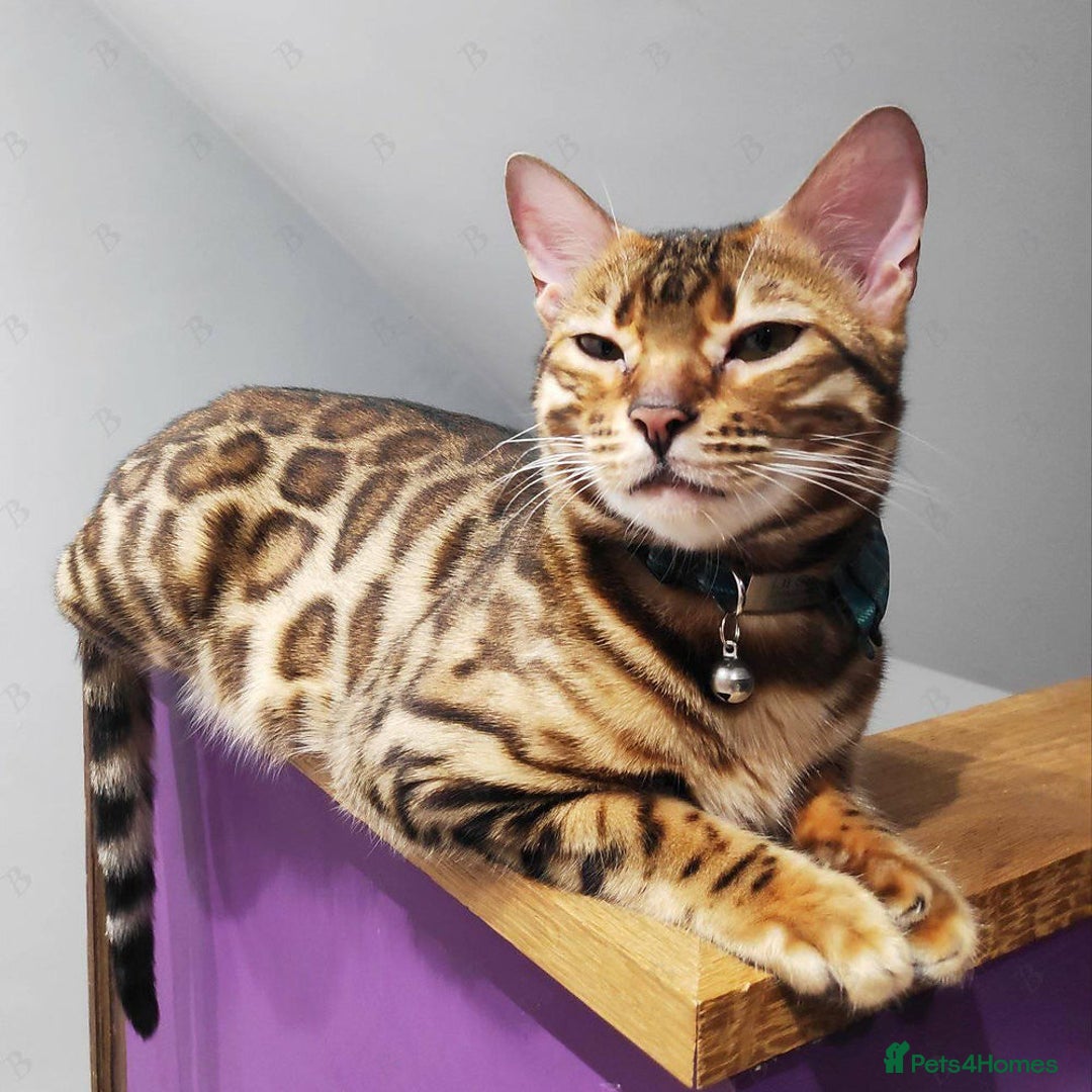 Bengal cats for sale: 😺 Rehoming TICA Bengal Cats Ready for New Home 🏡 - Image 7