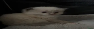 Ragdoll 1