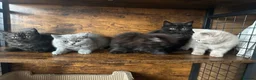 British Shorthair cats for sale: British Shorthair KITTENS  - Advert 6