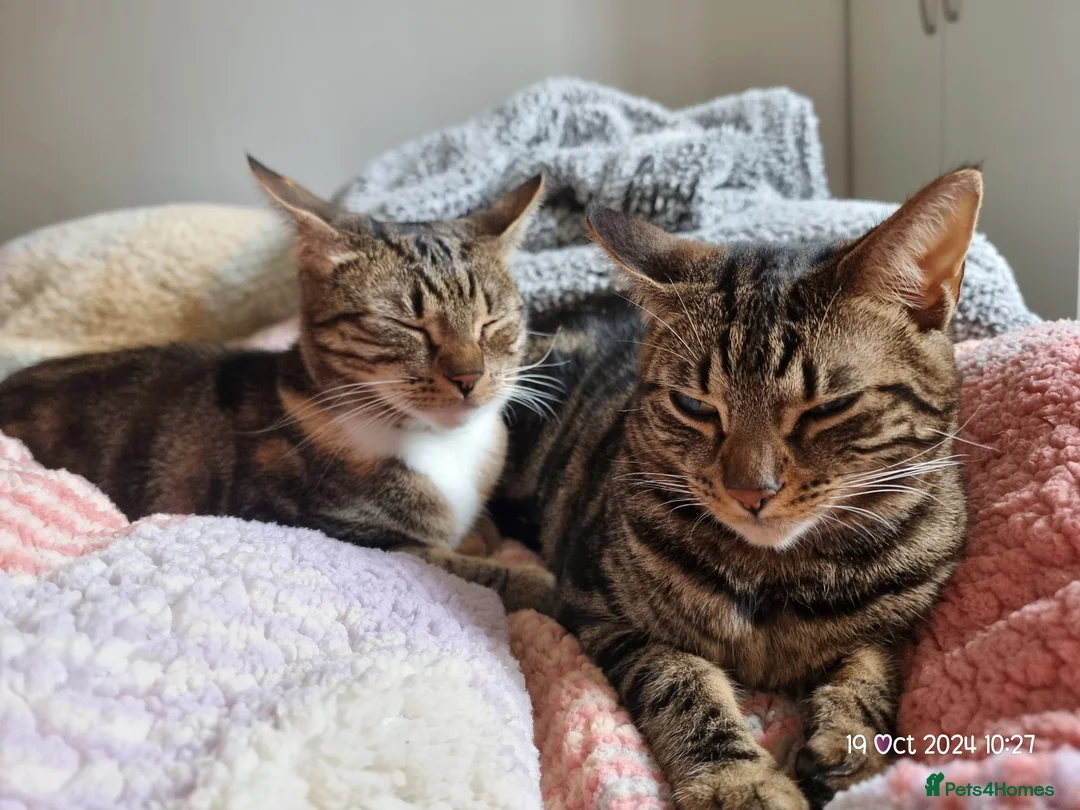 Brazilian Shorthair cats for sale: Family of 3 gorgeous cats for adoption - Advert 17