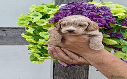Cockapoo dogs for sale: 3 left gorgeous apricot f1 DNA tested Cockerpoos  - Image 12