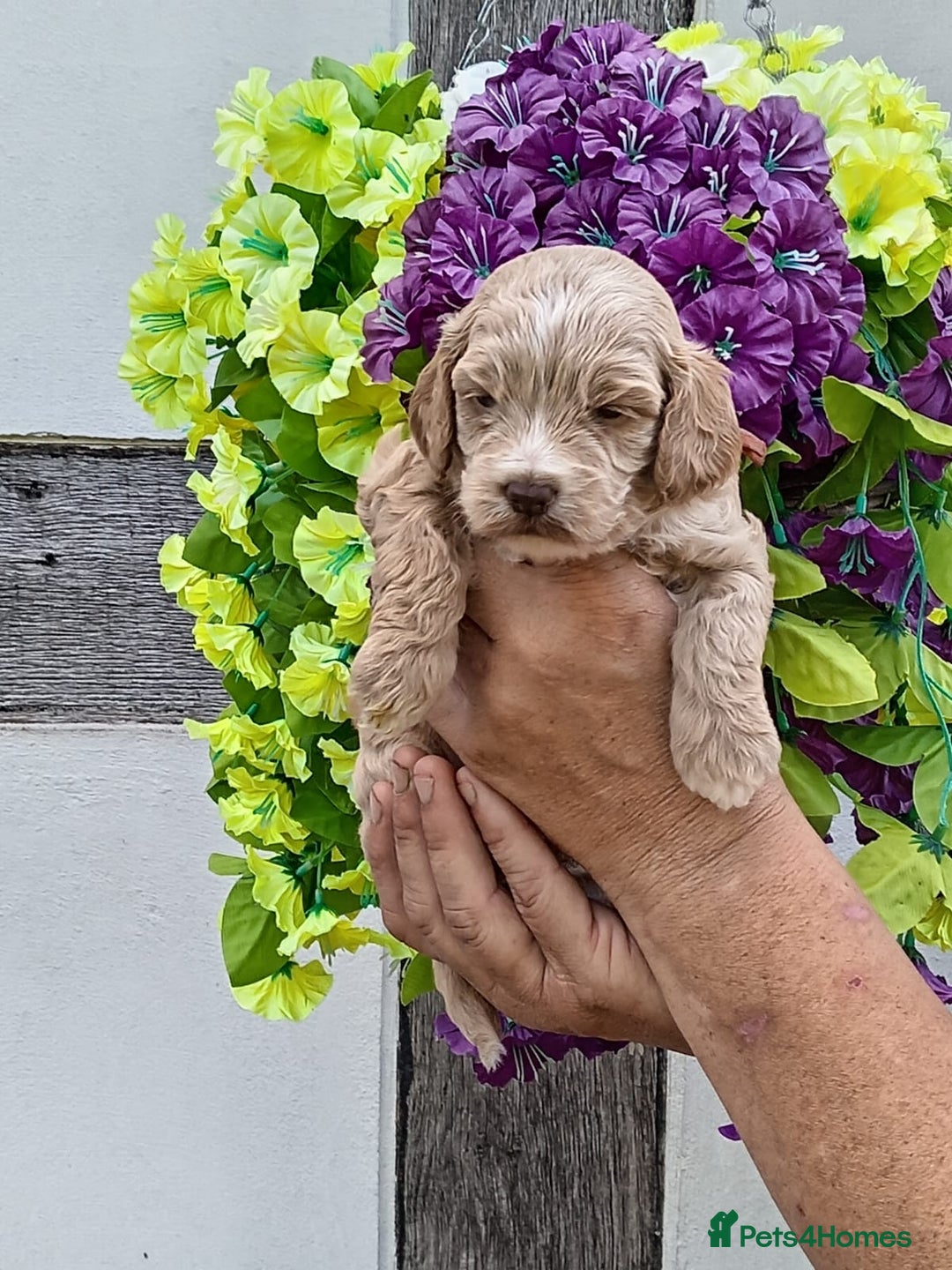Cockapoo dogs for sale: 3 left gorgeous apricot f1 DNA tested Cockerpoos  - Image 12