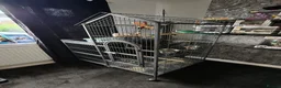 Ringnecks birds for sale: Australian Ringneck for sale - Advert 5