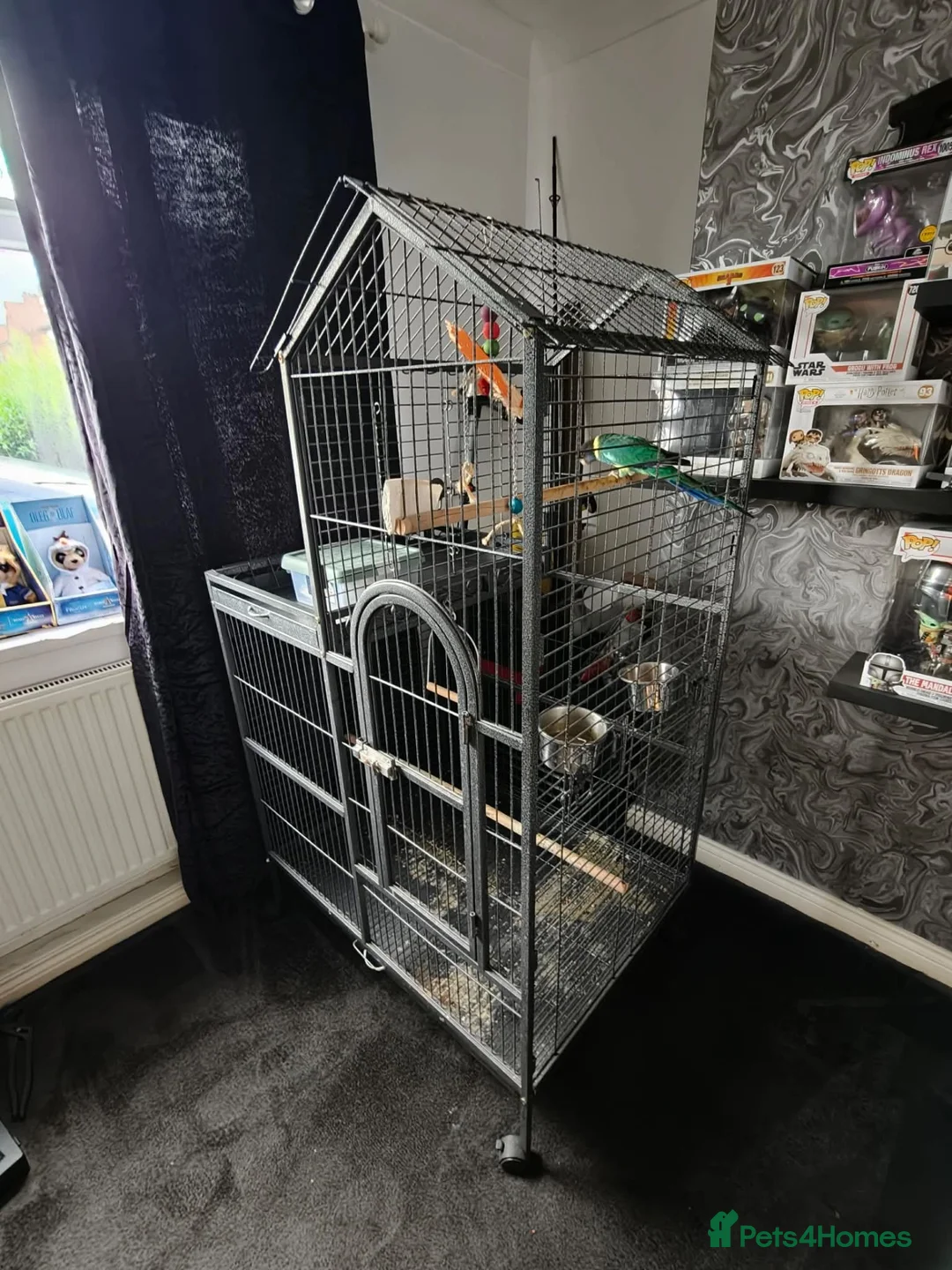 Ringnecks birds for sale: Australian Ringneck for sale - Advert 5