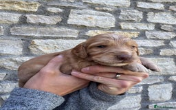 Cocker Spaniel dogs for sale: Stunning Working Cocker Spaniel Puppies - Image 8