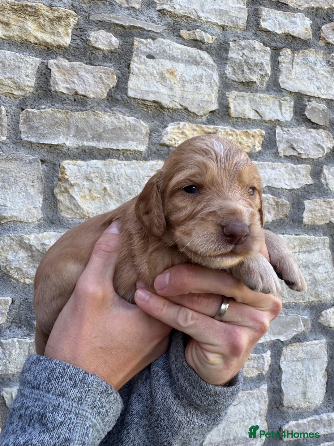 Cocker Spaniel dogs for sale: Stunning Working Cocker Spaniel Puppies - Image 8