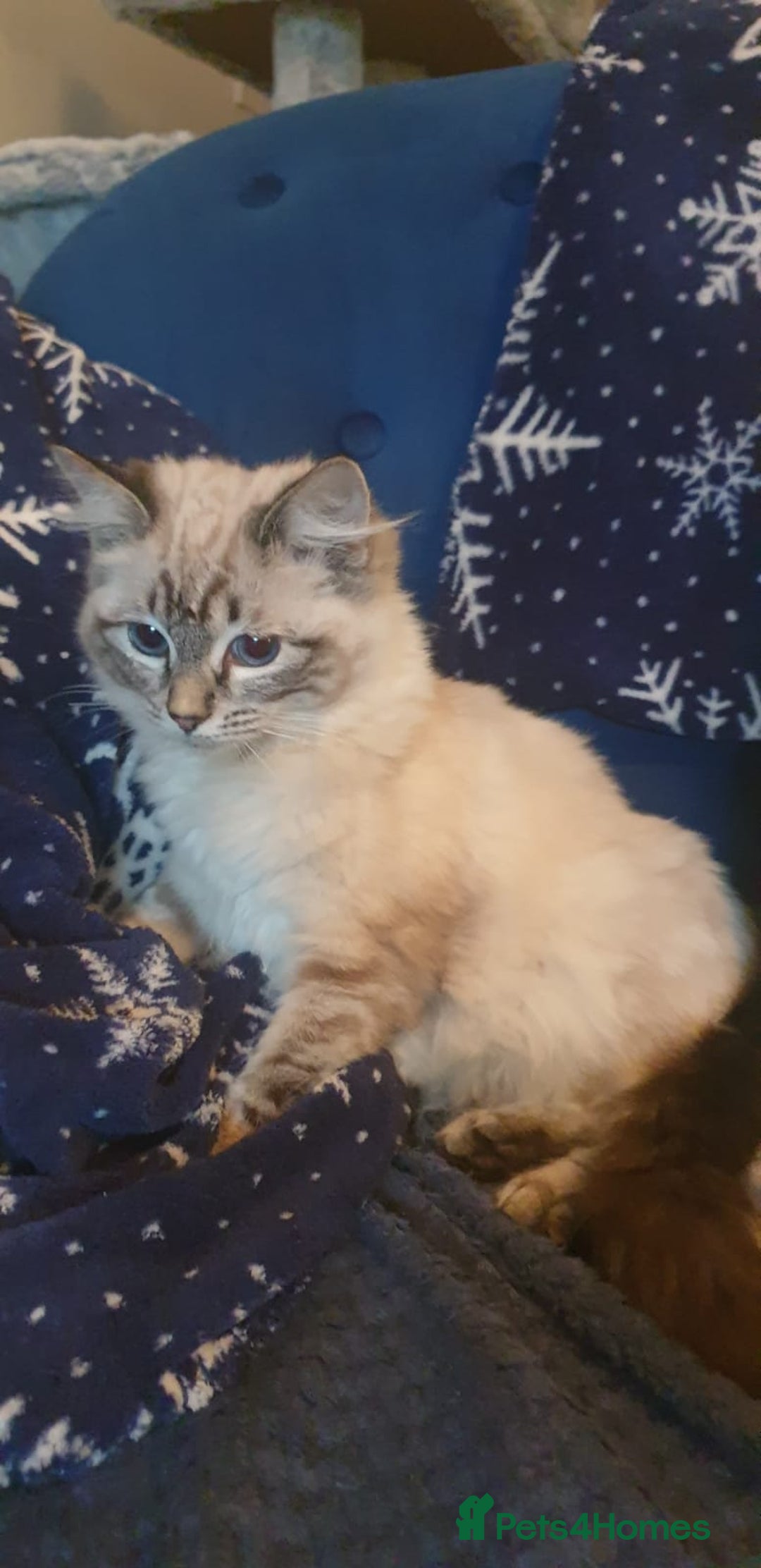 Ragdoll cats for sale: Beautiful GCCF Registered Lynx Ragdoll Kitten. - Advert 6