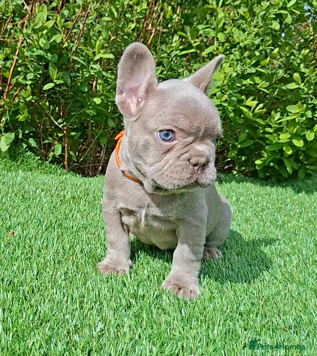 French Bulldog dogs Gorgeous French Bulldog Puppies  - Advert 2