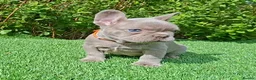 French Bulldog dogs for sale: Gorgeous French Bulldog Puppies  - Advert 20