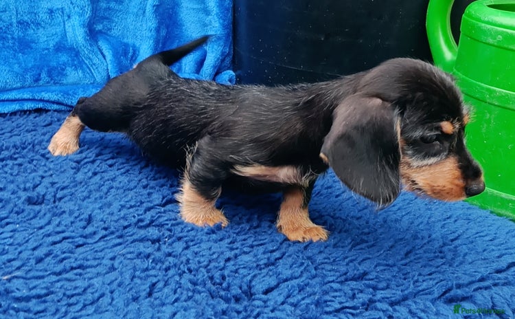 Dachshund dogs - Advert 16