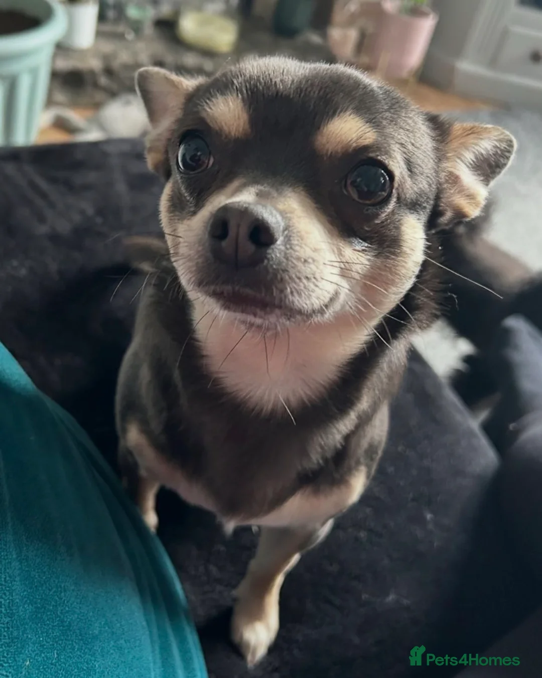 Chihuahua dogs for sale: Male chihuahua for new home  in Colne - Advert 2