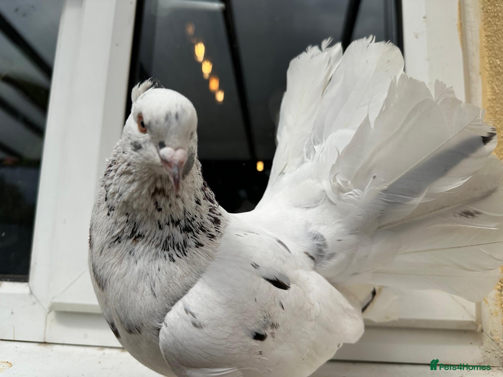 Pigeons birds 2 Indian fantail pigeons need rehoming.  - Advert 1