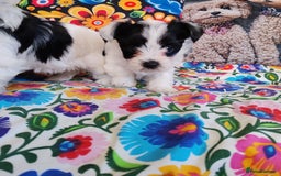 Biewer Terrier dogs for sale: Biewer Tereier Available 2 girls💜  1 Boy💚 - Image 4