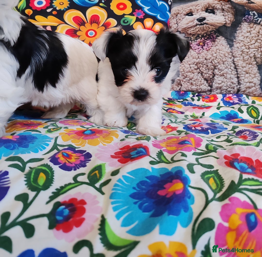 Biewer Terrier dogs for sale: Biewer Tereier Available 2 girls💜  1 Boy💚 - Image 4