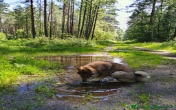 Saarloos Wolfdog dogs for sale: WEST SIBERIAN LAIKA TRAINED IMPORTED VIDEOS - Image 5