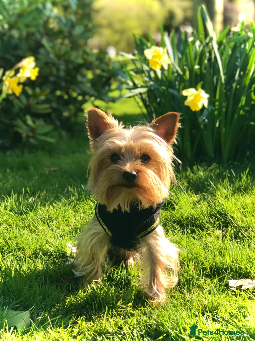 Yorkshire Terrier dogs for stud: Miniature experienced Yorkie STUD price 150 in Worcester - Advert 6