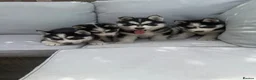 Siberian Husky dogs for sale: 4 beautiful huskies for sale in Dagenham - Advert 4