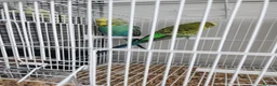 Budgerigars birds for sale: Budgies available now 🐦🐦‍⬛🦜🦚 - Advert 8