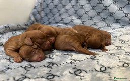 Cockapoo dogs for sale: Cockapoo F1b non moulting health tested puppies  - Image 4