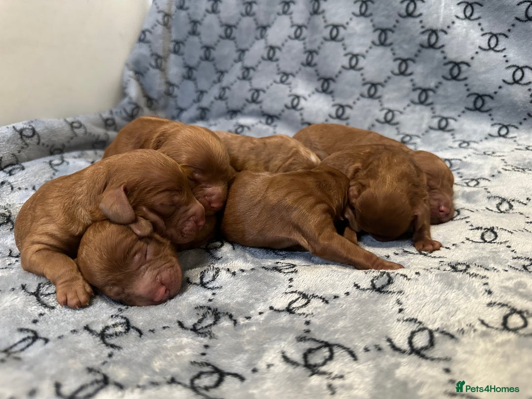 Cockapoo dogs for sale: Cockapoo F1b non moulting health tested puppies  - Image 4