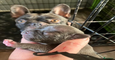 French Bulldog dogs - Advert 9