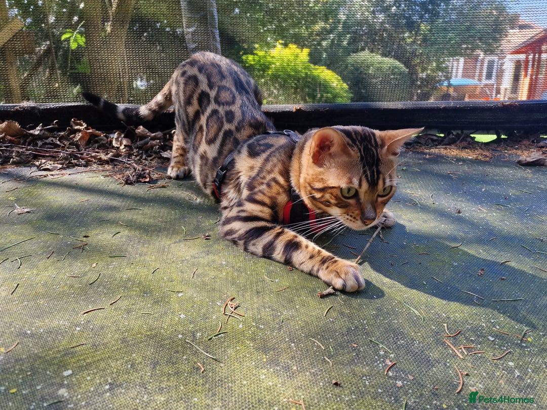 Bengal cats for stud: Bengal cat for stud, Fabio. in Peterborough - Image 13